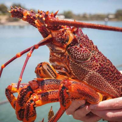 Bảng giá các loại tôm hùm mới nhất 2025