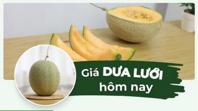 Giá dưa lưới hôm nay bao nhiêu 1kg? Cập nhật giá dưa lưới vàng, xanh mới nhất