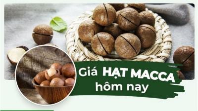 Hạt dổi nổi tiếng với hương thơm nồng nàn và vị cay độc đáo. Loại gia vị đặc trưng của vùng núi rừng Tây Bắc