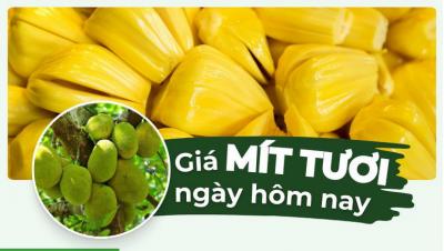 Mít bao nhiêu 1kg? Giá mít hôm nay