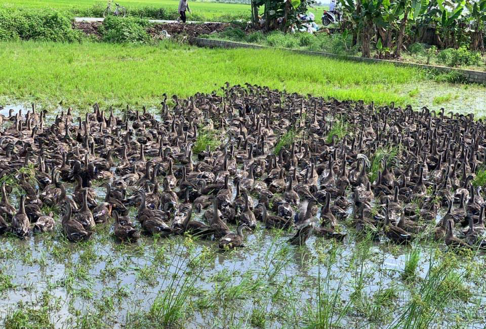 Vịt trời bao nhiêu tiền, mua ở đâu Quận Gò Vấp