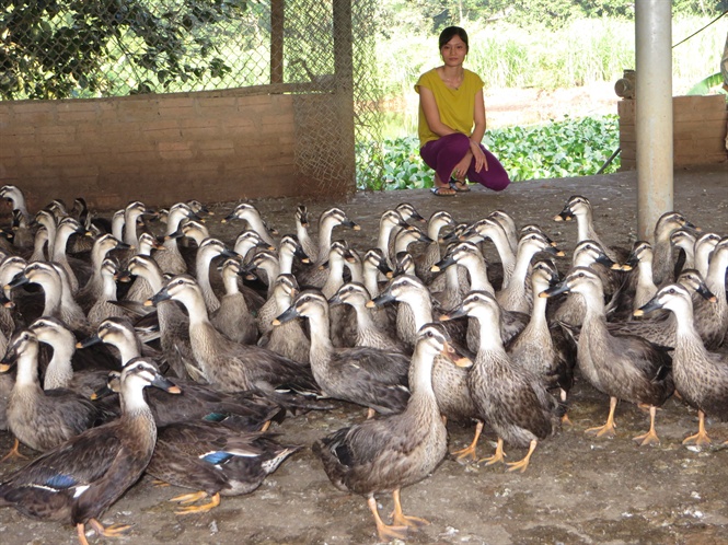 Bí quyết nuôi vịt bay trên trời, lãi dưới đất ở Cẩm Khê