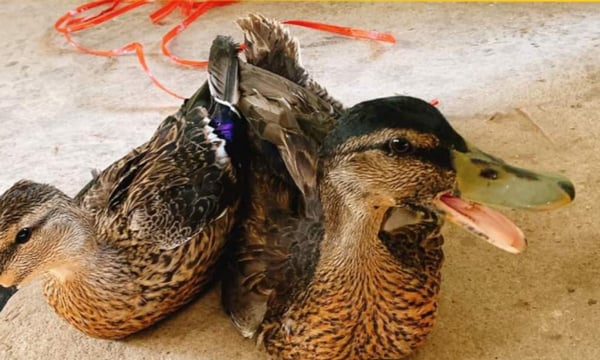 Loại vịt nặng chưa đến 1kg, giá hơn 200.000 đồng/con vẫn “cháy” hàng