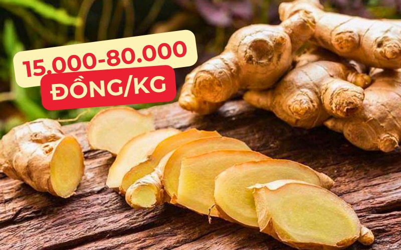 Giá gừng tươi dao động từ 15.000 đến 80.000 đồng/kg