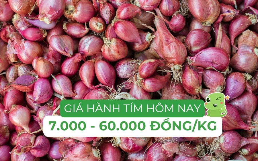 Giá hành tím hôm nay dao động từ 7.000 - 60.000 đồng/kg, chênh lệch tuỳ vào từng phân loại