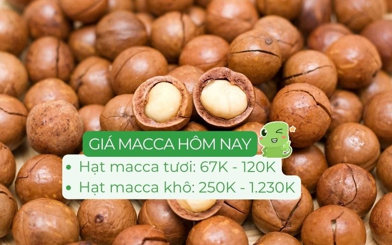 Giá hạt macca hôm nay dao động từ 67.000 - 1.230.000 đồng/kg tùy loại và nguồn gốc