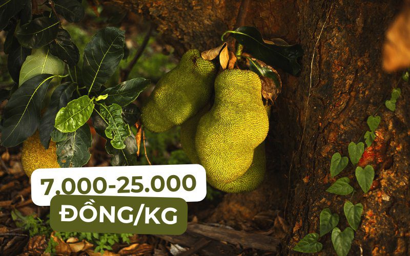 Giá mít hiện nay trên thị trường dao động từ 7.000 đến 25.000 đồng/kg