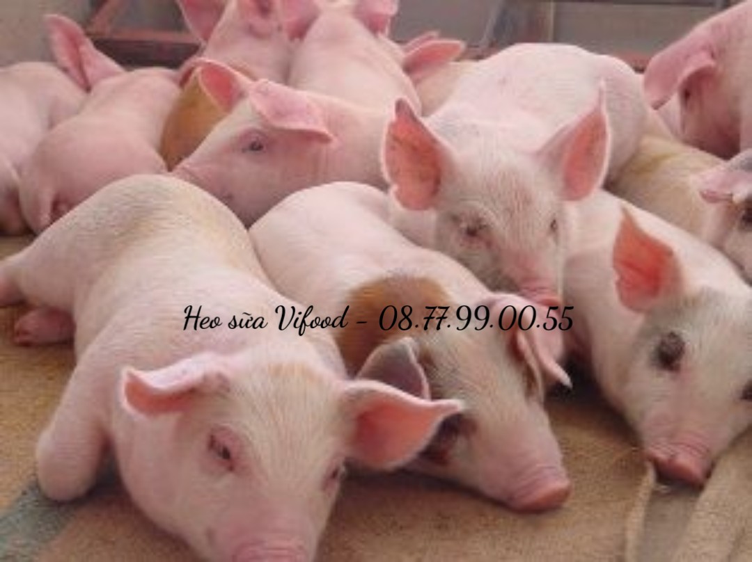 Heo sữa đông lạnh