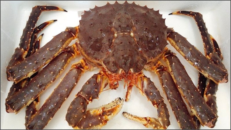 cua hoàng đế ngộp