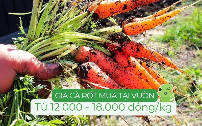 Giá cà rốt tại vườn sẽ thấp hơn