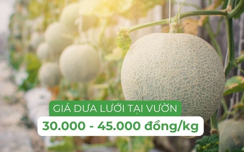 Dưa lưới tại vườn Bình Dương, TP.HCM giá tốt, chỉ từ 30.000 đồng/kg