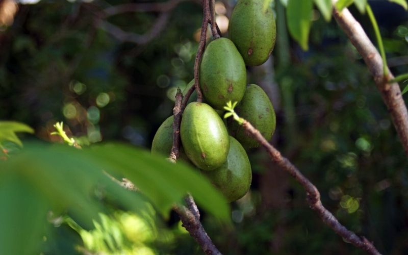 Mùa cóc Việt Nam thường kéo dài khoảng 5 tháng, từ tháng 5 đến tháng 10