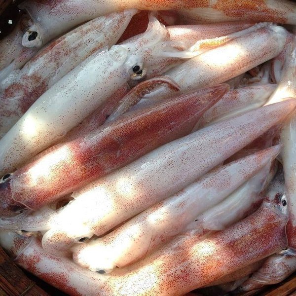 giá mực tươi hôm nay