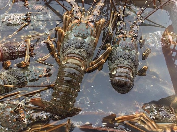 tôm hùm ngộp tphcm